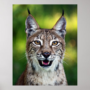 Poster Lince Siberian - sorrindo