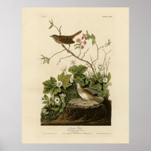 Poster Lincoln Finch (Sparrow) Audubon's Birds of America