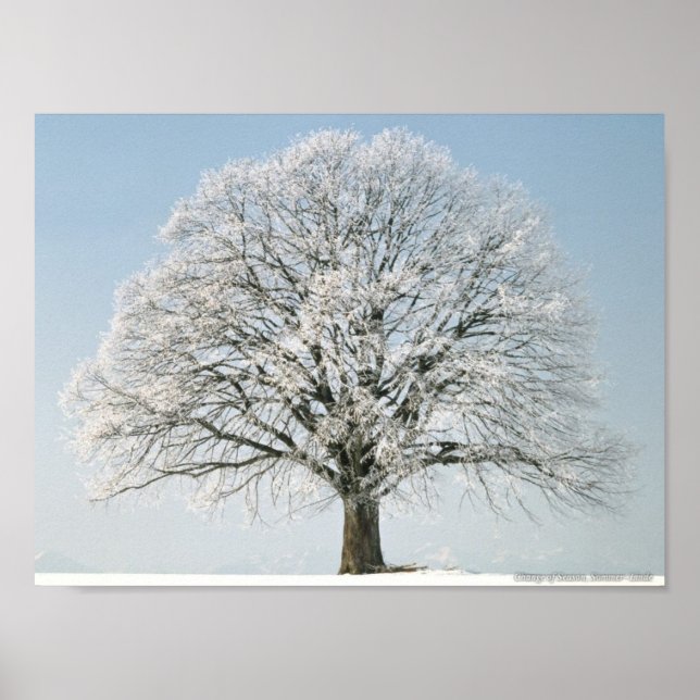 Pôster Linda árvore Fosco (Frente)