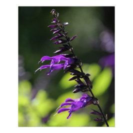 Pôster Linda Bright Roxo Salvia Amistad Flores