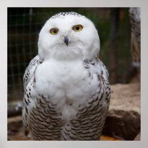 Poster Linda Coruja Branca