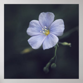 Poster Linda e elegante Flor Azul Flax Daisy