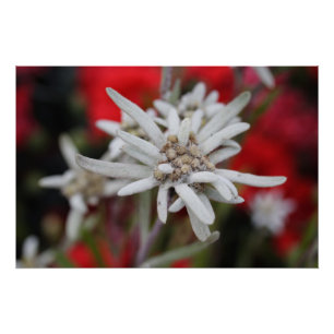 Pôster Linda Edelweiss Leontopodium nivale