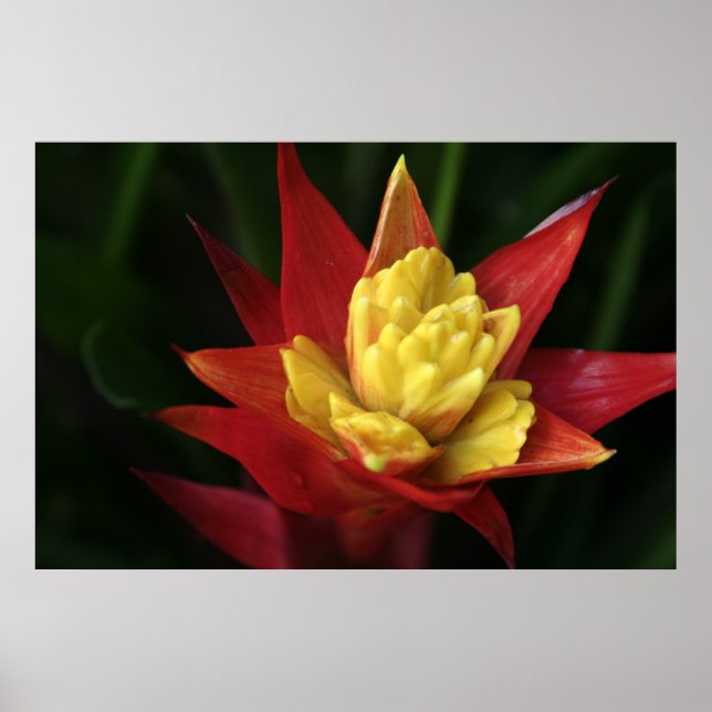 Poster Linda Flor (Frente)