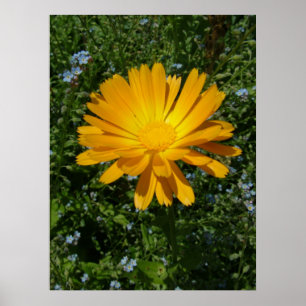 Poster linda flor amarela, margarida