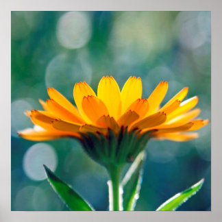 Poster Linda Flor Amarelo Amarelo-Sol