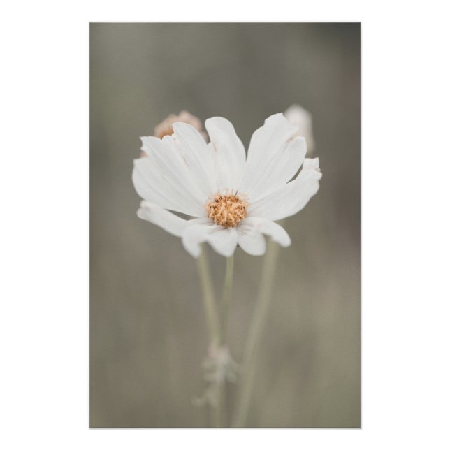 Pôster Linda Flor Branca de Neve Floral (Frente)