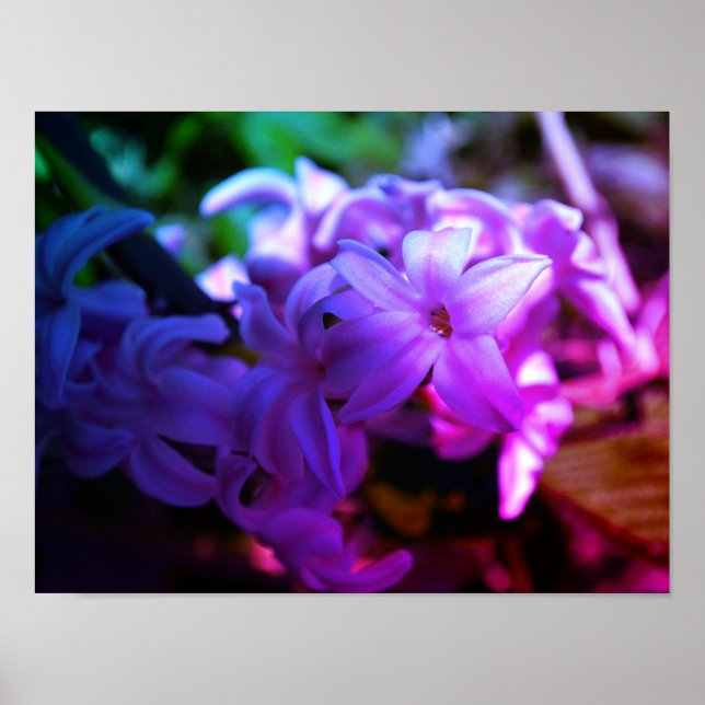 Poster Linda Flor de Jacinto (Hyacinthus) (Frente)