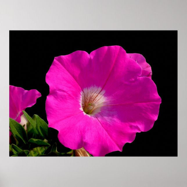 Poster Linda flor de petúnia rosa em preto (Frente)