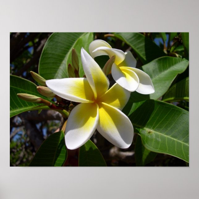 Pôster Linda flor de Plumeria amarela-branca (Frente)