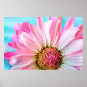 Poster Linda Flor Rosa Fechar Foto