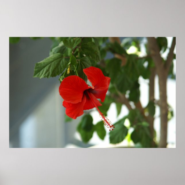 Poster linda flor vermelha (Frente)