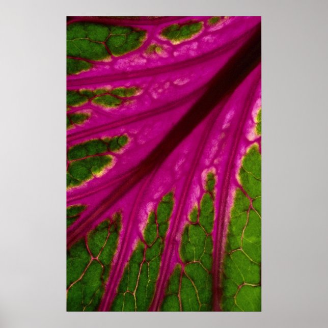 Poster Linda folha vermelha e verde padrão de cabba (Frente)