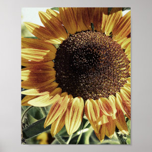 Poster Linda Fotografia de girassol