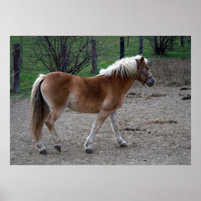 Poster Linda Haflinger (Frente)