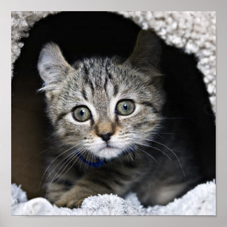 Pôster Linda Highland Lynx Kitten