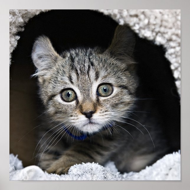 Pôster Linda Highland Lynx Kitten (Frente)