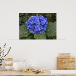 Pôster Linda Hortênsia Azul