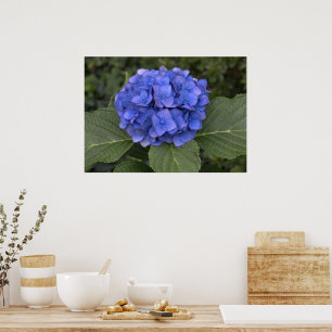 Pôster Linda Hortênsia Azul