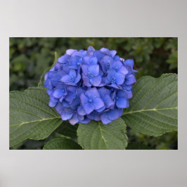 Pôster Linda Hortênsia Azul
