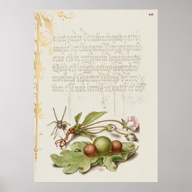 Poster Linda Ilustração Botânica Vintage (Frente)