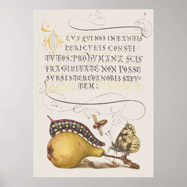 Poster Linda Ilustração Botânica Vintage (Frente)