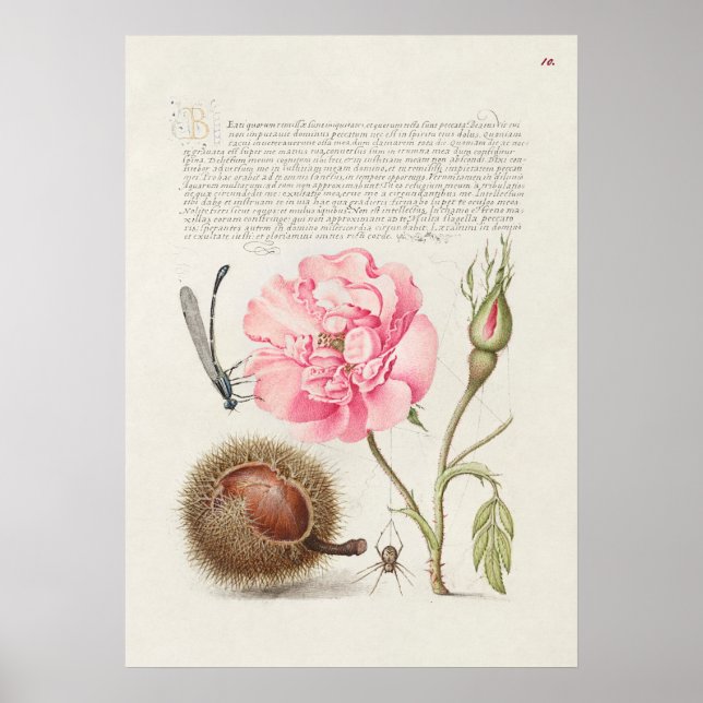 Poster Linda Ilustração Botânica Vintage (Frente)