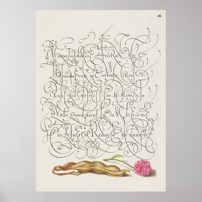 Poster Linda Ilustração Botânica Vintage (Frente)