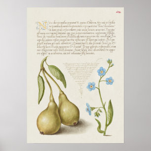 Poster Linda Ilustração Botânica Vintage