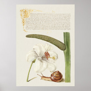 Poster Linda Ilustração Botânica Vintage