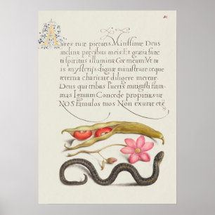 Poster Linda Ilustração Botânica Vintage