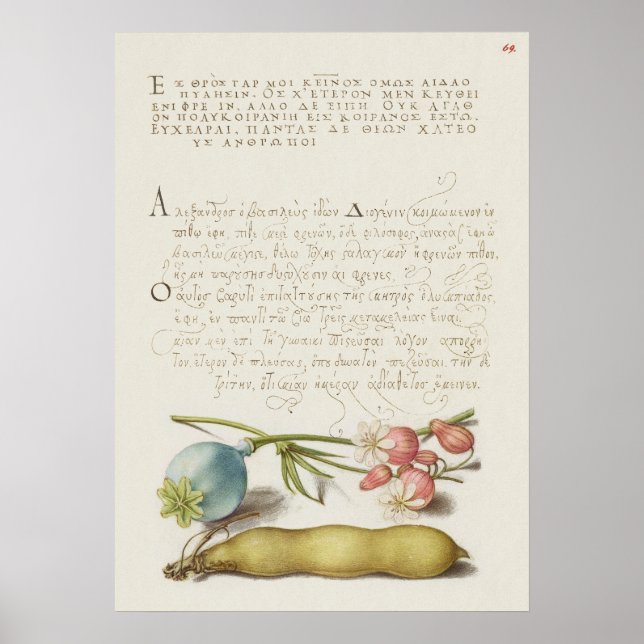 Poster Linda Ilustração Botânica Vintage (Frente)