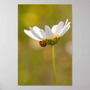 Poster Linda Ladybug na Daisy