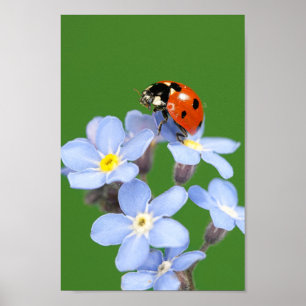 Poster Linda Ladybug no esqueça-me-não