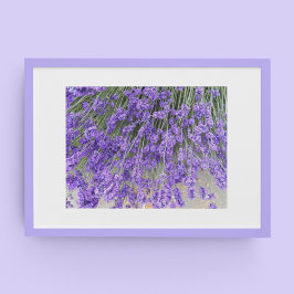 Poster Linda Lavanda Blooms Floral Fotografia