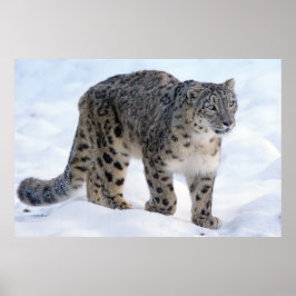Poster Linda leopardo-da-neve
