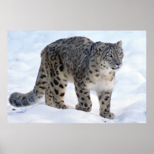 Poster Linda leopardo-da-neve