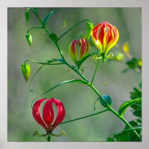 Poster Linda Lily Vermelha E Amarela