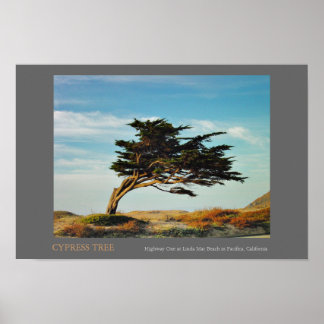 Pôster Linda Mar Cypress