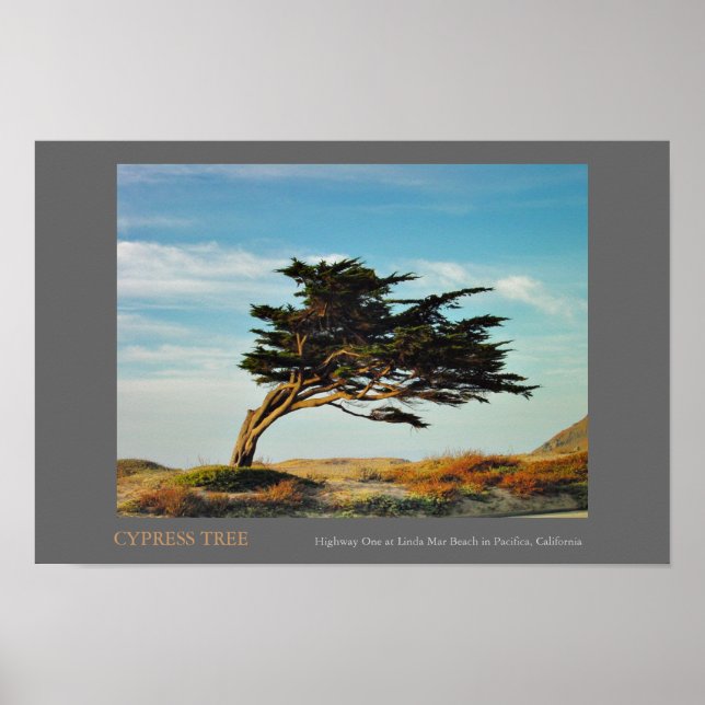 Pôster Linda Mar Cypress (Frente)