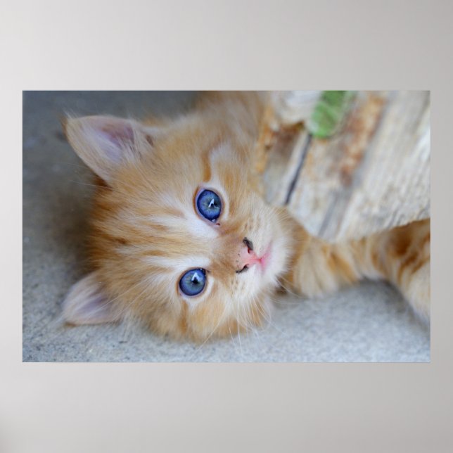 Poster Linda Orange Tabby Kitten (Frente)