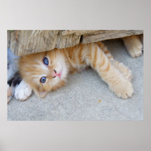 Poster Linda Orange Tabby Kitten