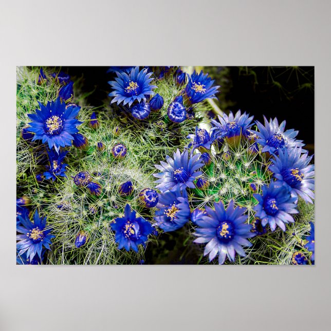 Poster Linda Planta Azul Flor de Cactus (Frente)