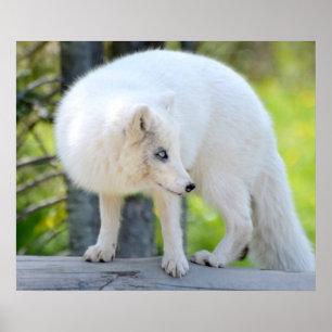 Poster Linda Raposa Ártica