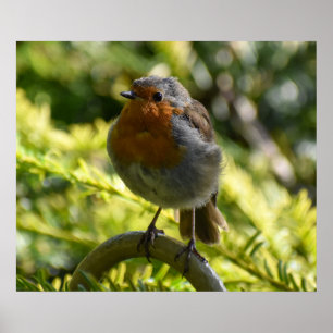 Poster Linda Robin