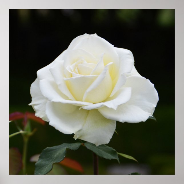 Poster Linda rosa branca (Frente)