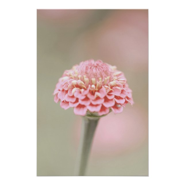 Pôster Linda Rosa claro Flor Floral (Frente)