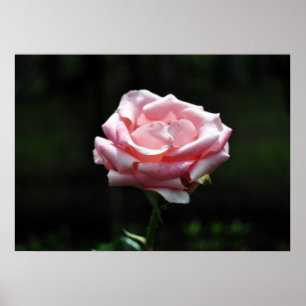 Pôster Linda rosa Rosa Rosa Fechada