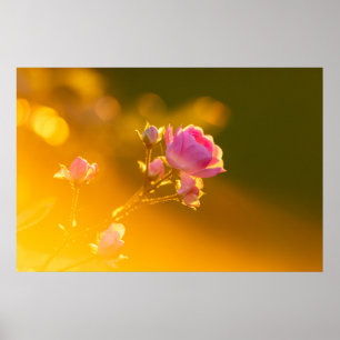 Poster Linda rosa rosa rosa no romance do pôr do sol