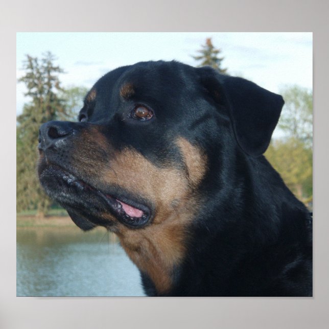 Poster Linda Rottweiler (Frente)